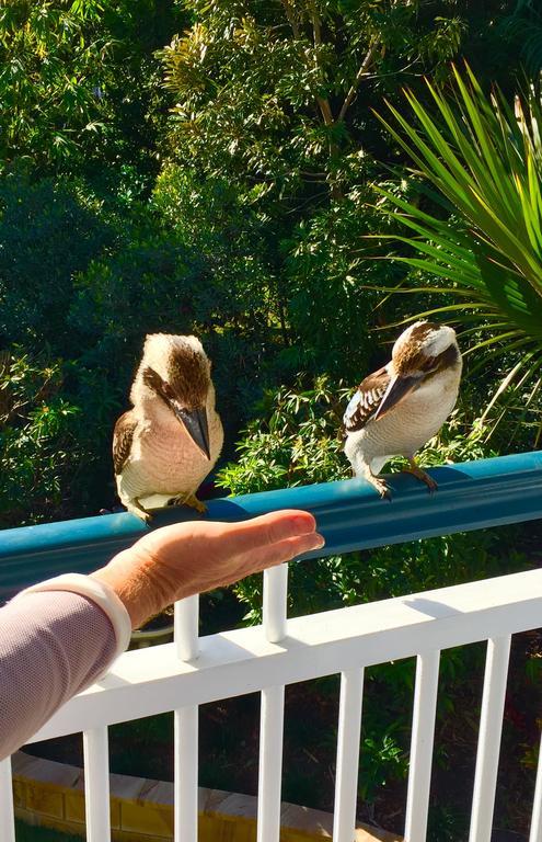 Balmoral Queenslander Brisbane Zewnętrze zdjęcie