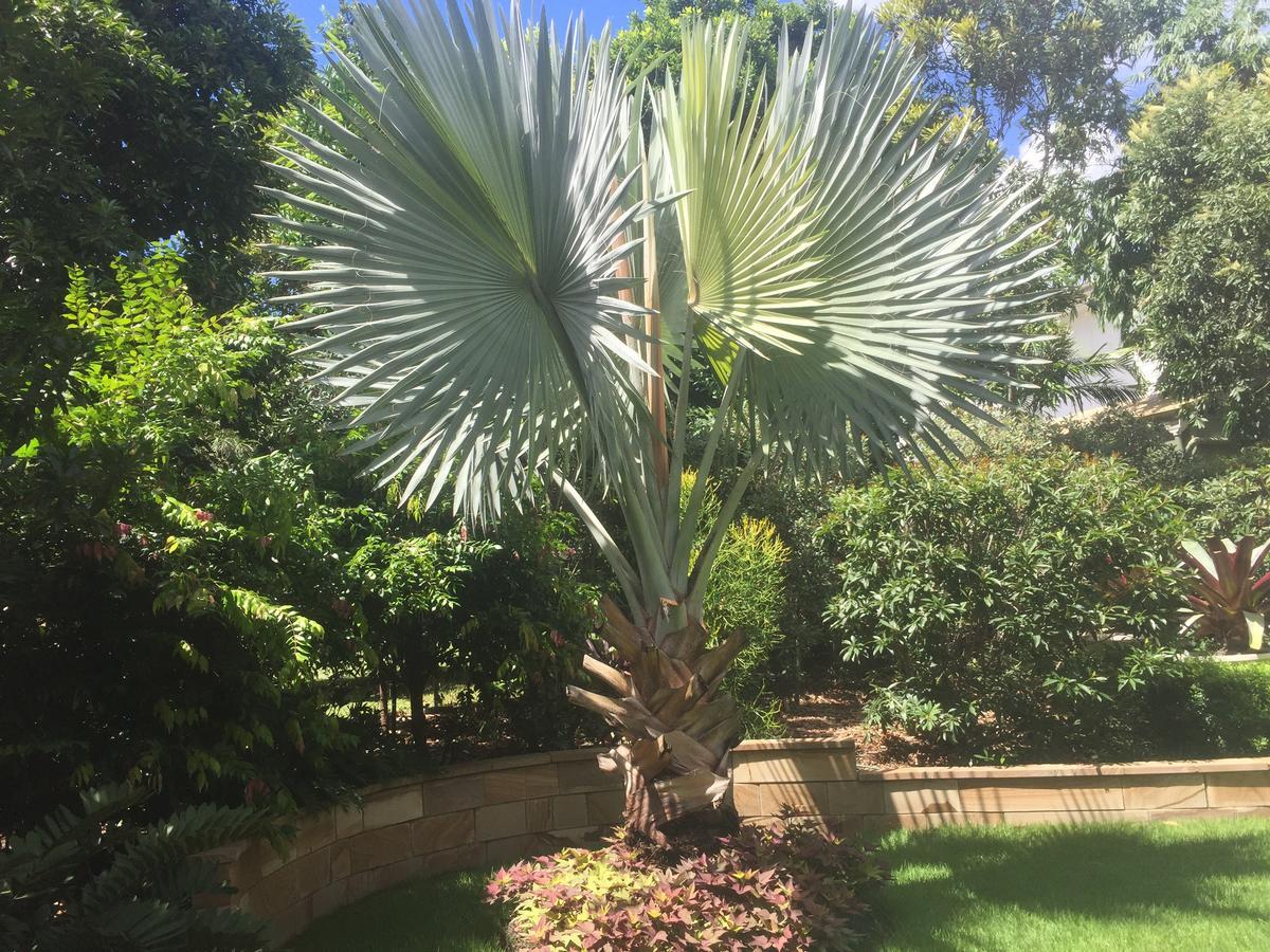 Balmoral Queenslander Brisbane Zewnętrze zdjęcie